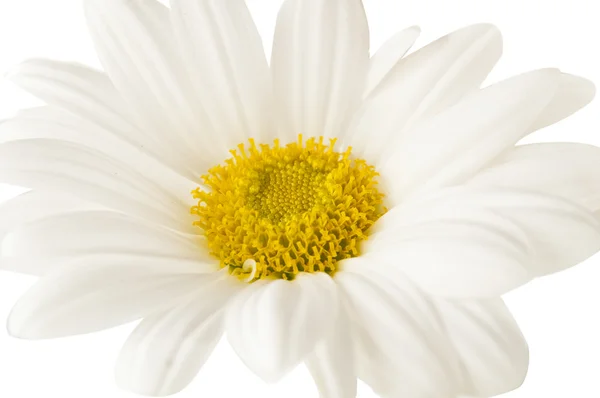 White chrysanthemum closeup — Stock Photo, Image