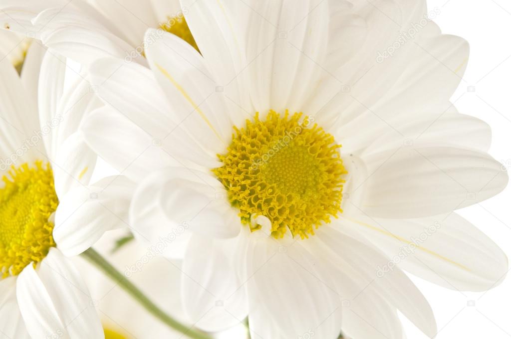 white chrysanthemum closeup
