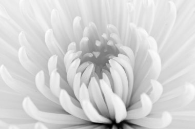 Beyaz krizantem portre