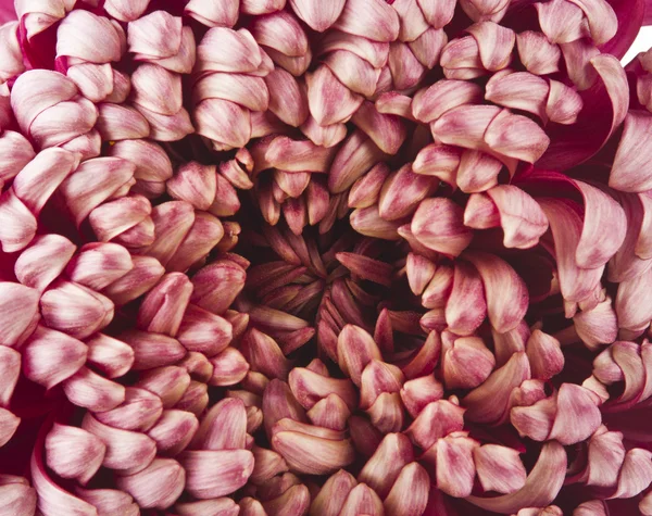 Beauty color chrysanthemum flower — Stock Photo, Image
