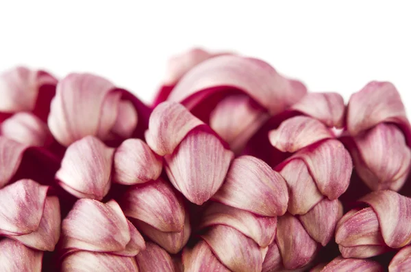 Beauty color chrysanthemum flower — Stock Photo, Image