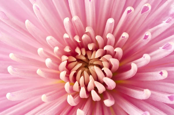 Bílé chrysanthemum — Stock fotografie