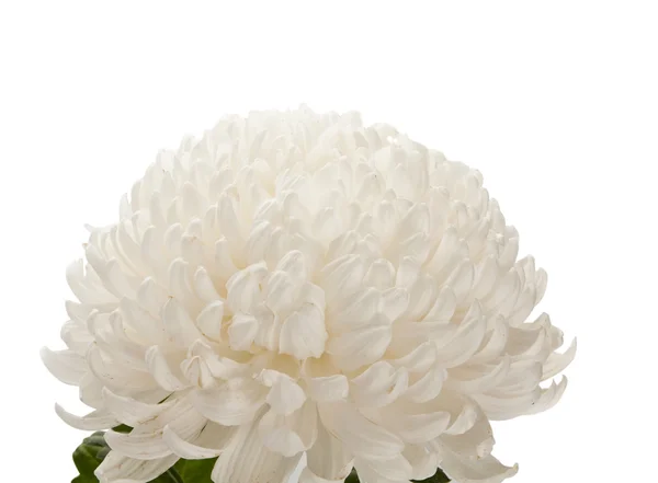 Mooie chrysant bloem geïsoleerd — Stockfoto