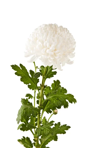 Mooie witte chrysant geïsoleerd — Stockfoto