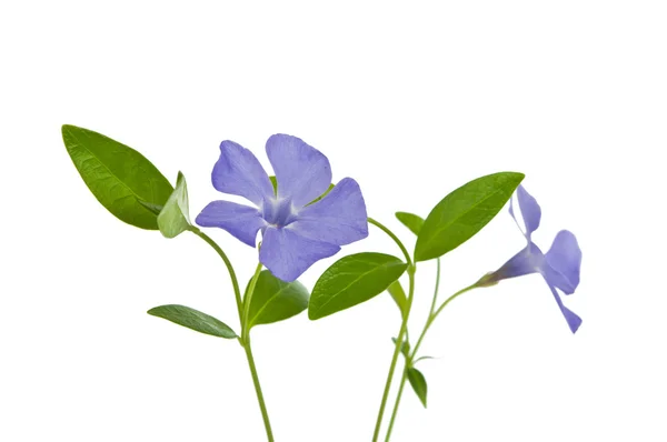 Periwinkle isolerade — Stockfoto