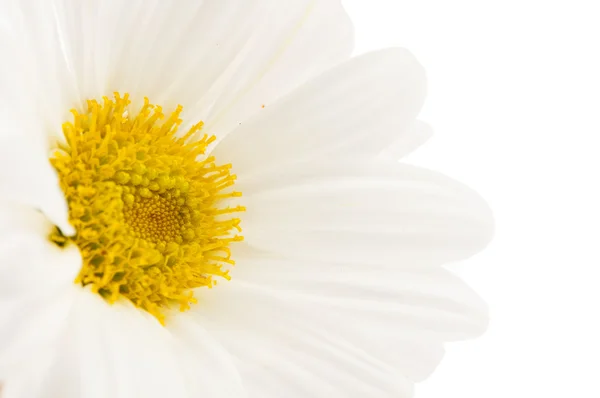 Mooie witte chrysant — Stockfoto