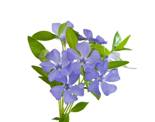 Periwinkle isolerade — Stockfoto