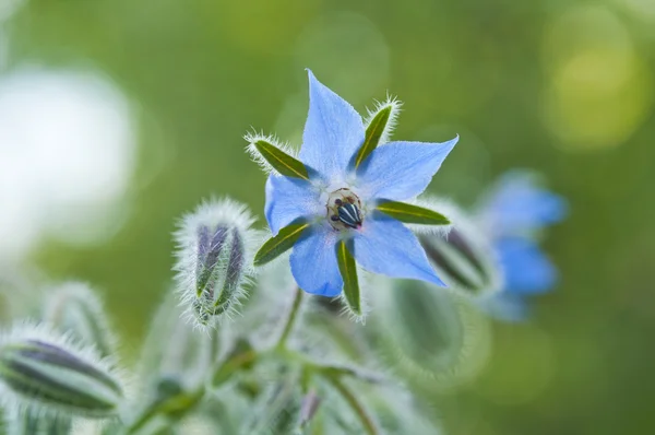 Borragem azul — Fotografia de Stock