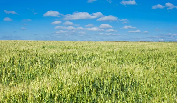 Wheat ears — Stock Photo, Image