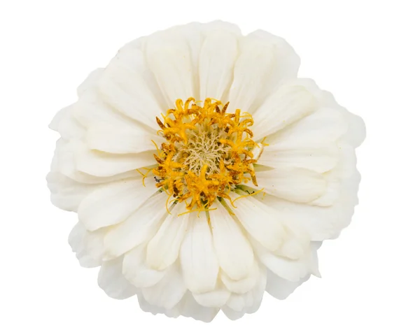 White zinnia isolated — Stock Photo, Image