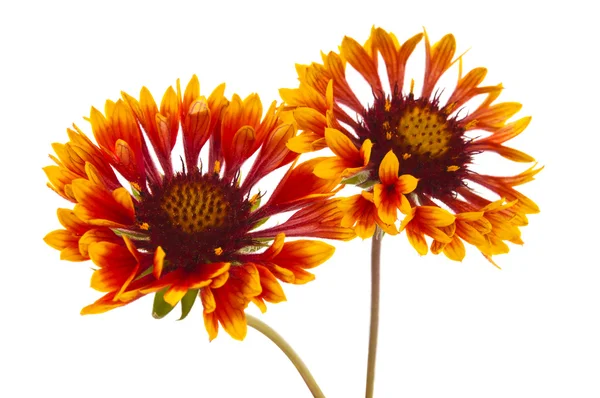 Flor de gaillardia — Fotografia de Stock