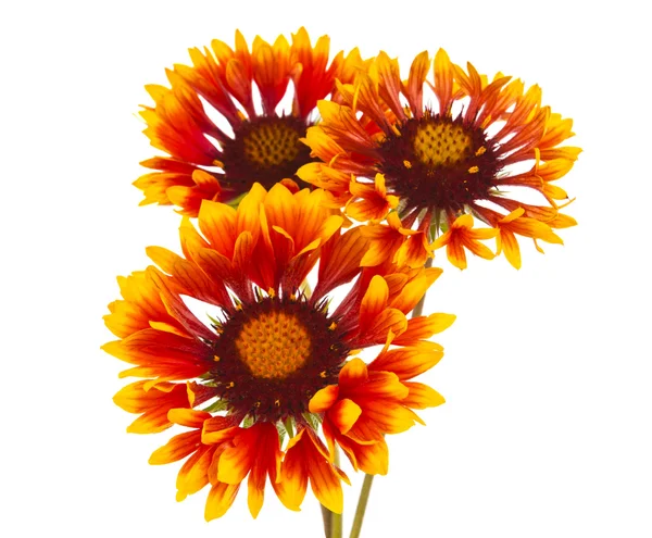 Gaillardia 花 — 图库照片