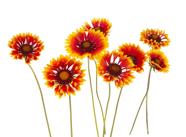 Gaillardia fiore — Foto Stock