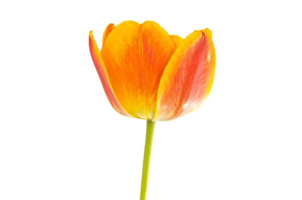 Yellow tulip isolated Stock Picture