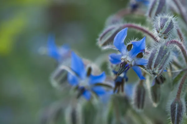 Bourrache bleue Image En Vente