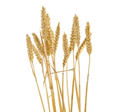 kulakları izole buğday