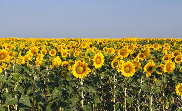 Field of sunflowers — Stock Photo, Image