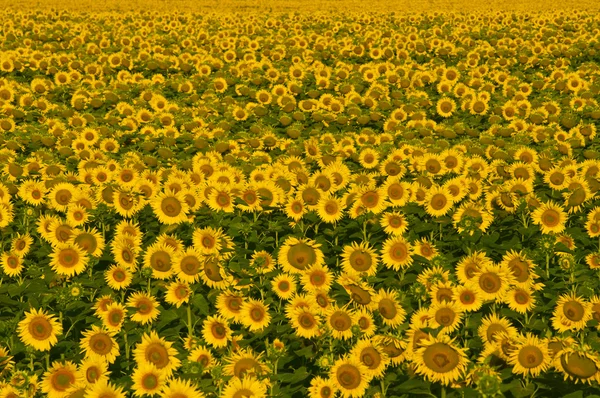 Yellow sunflowers. — Stock Photo, Image