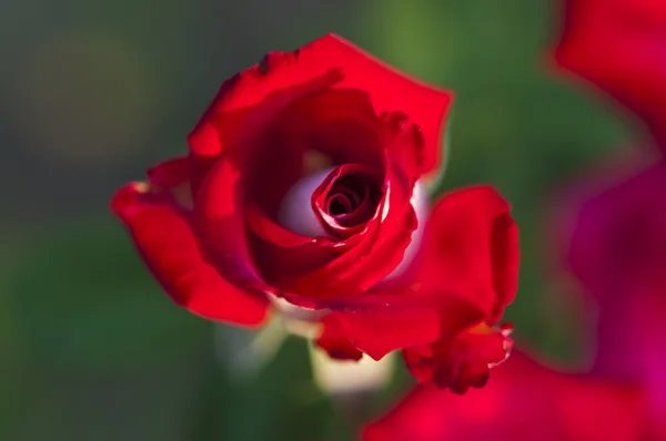 Red rose growing — Stock Photo, Image
