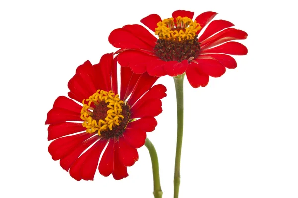 Zinnia flower isolated — Stock Photo, Image