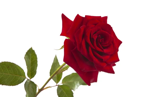 Rode roos geïsoleerd Rechtenvrije Stockafbeeldingen