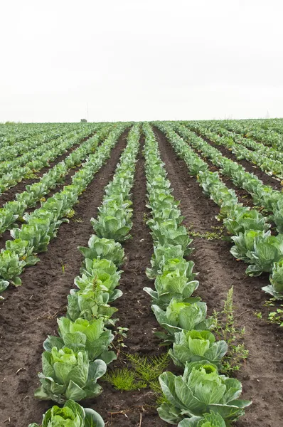 Cabbage — Stock Photo, Image