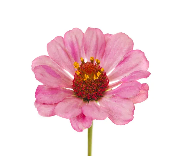 Flor de Zinnia — Foto de Stock