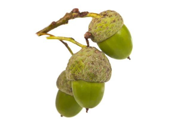 Green acorns isolated — Stock Photo, Image
