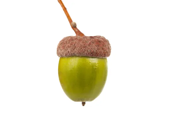 Green acorns isolated — Stock Photo, Image