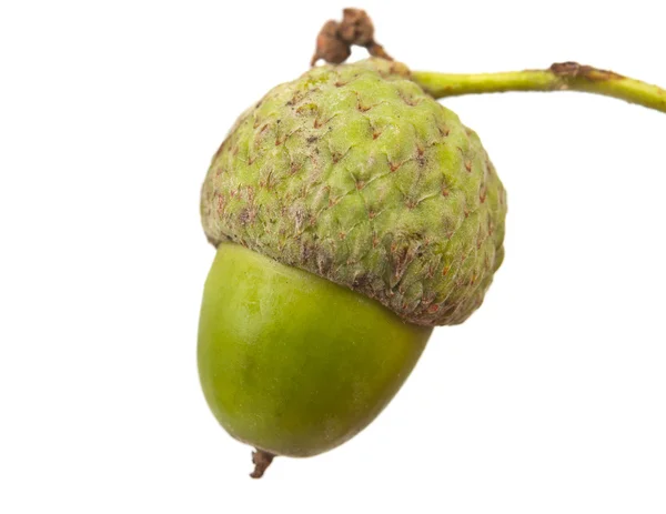 Green acorns isolated — Stock Photo, Image