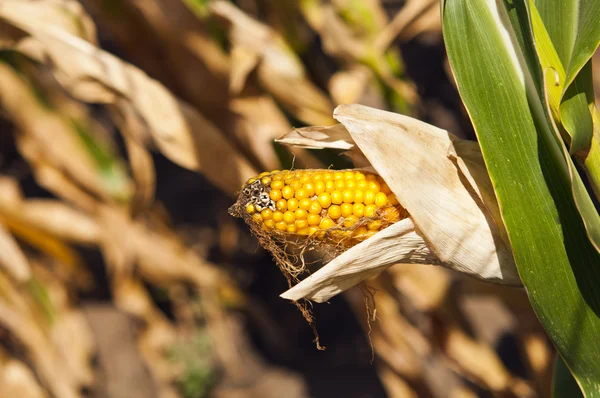 Corn growing — Stock Photo, Image