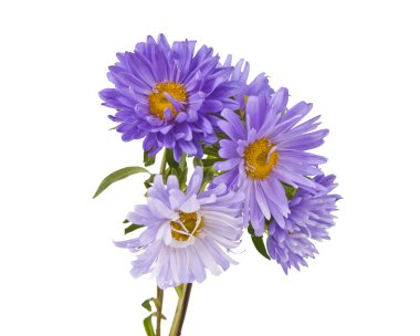 izole aster çiçek