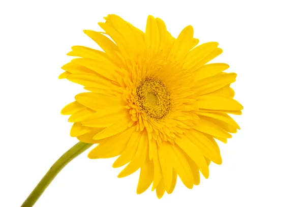 Gerbera blüht isoliert — Stockfoto