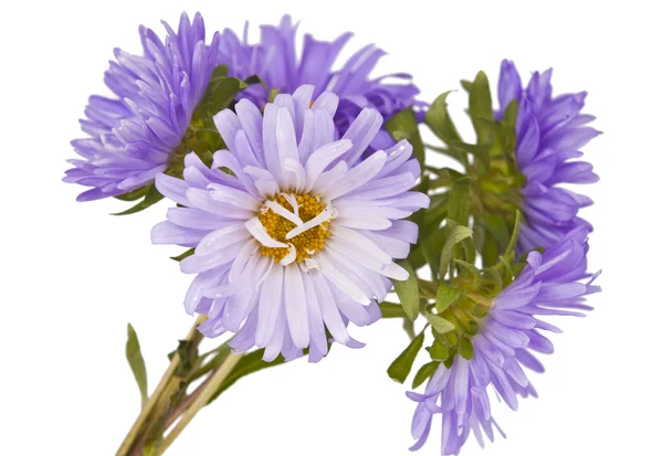 Aster λουλούδι απομονωθεί — Φωτογραφία Αρχείου