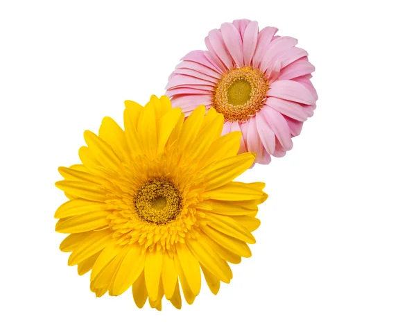 Izole gerbera çiçekleri — Stok fotoğraf