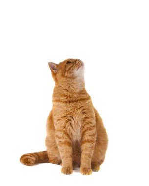 zencefil kedi izole