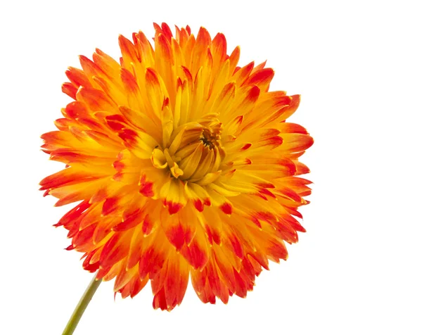 Hermosa flor de dalia aislada — Foto de Stock