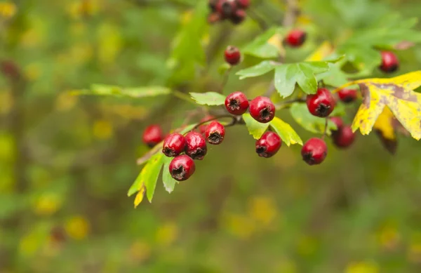 Ripe hawthorn — Stock Photo, Image