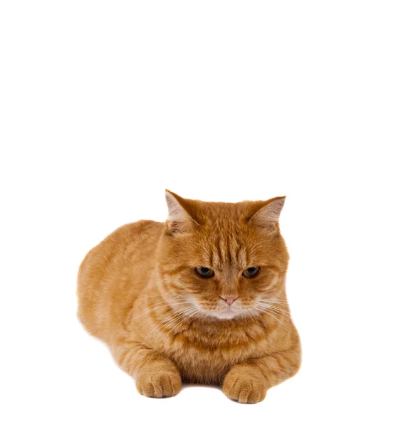 Zencefil kedi izole — Stok fotoğraf