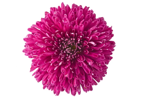 Magenta chrysanthemum isolated — Stock Photo, Image