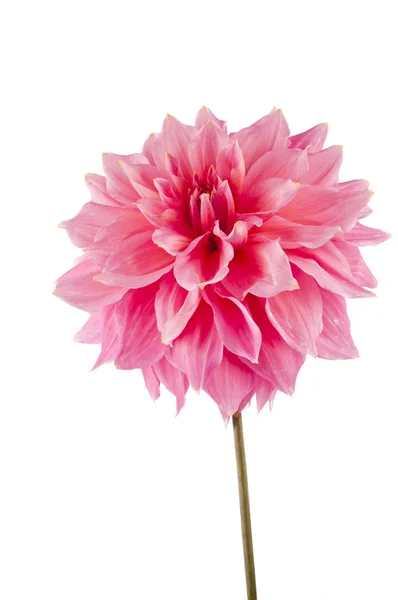 Roze van een geïsoleerd dahlia — Stockfoto