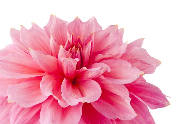 Roze van een geïsoleerd dahlia — Stockfoto