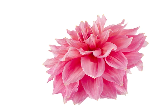 Pink of a dahlia isolated — Stock Photo, Image