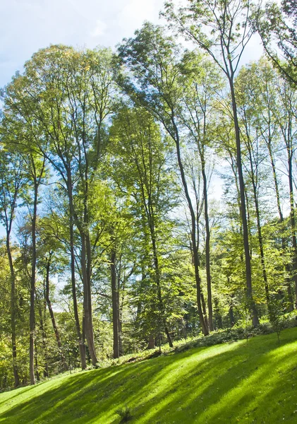 Árvore no parque, grama verde no parque — Fotografia de Stock