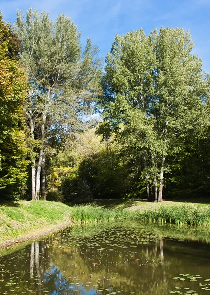 park, yeşil çim parkta ağaç