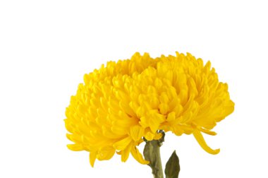 izole sarı krizantem