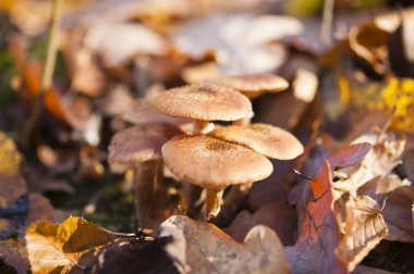 Fall mushrooms clipart