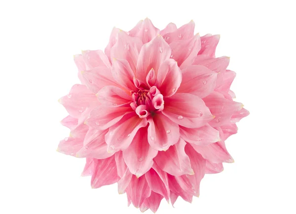 Roze van een geïsoleerd dahlia — Stockfoto