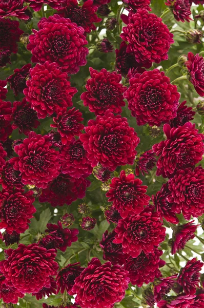 Red chrysanthemum — Stock Photo, Image