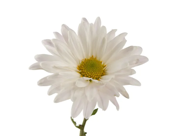 Білий хризантеми, ізольовані — стокове фото